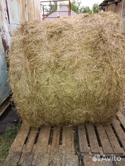 Сено свежое в рулонах местное