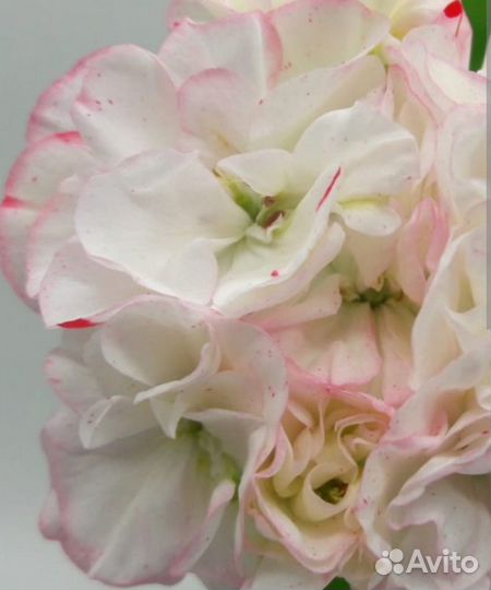 Пеларгонии сортовые Jägershus Nanita