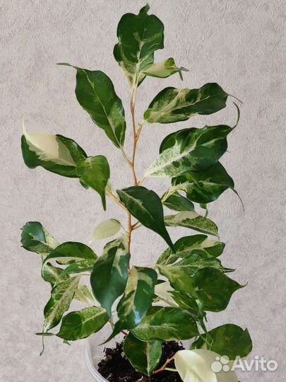 Фикус керли