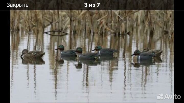 Чучела уток для охоты