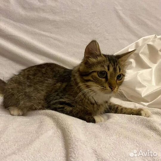 Кошечка бесплатно