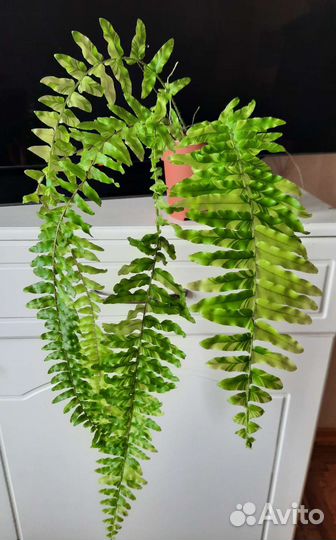 Вариегатные, ароидные, папоротники