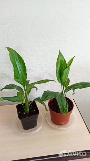 Женское счастье спатифиллум