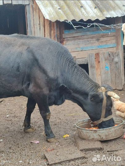 Корова на мясо