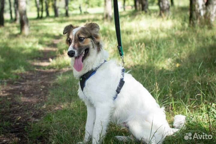 Красавчик - щенок ждёт вас в приюте