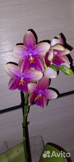 Фаленопсис Лиодоро