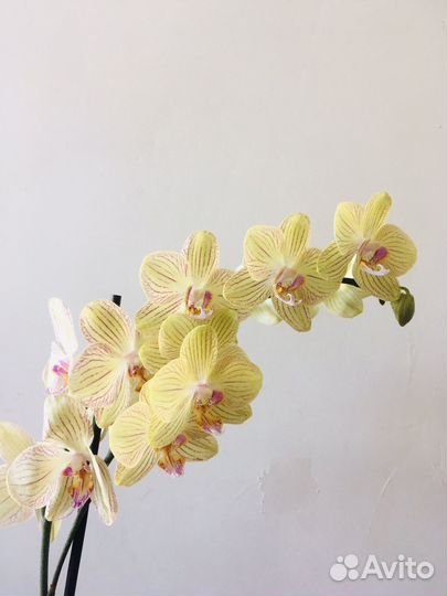 Орхидея фаленопсис цветущая