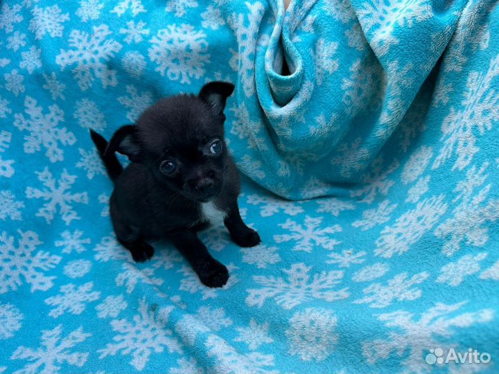 Чихуахуа мини девочка щенок
