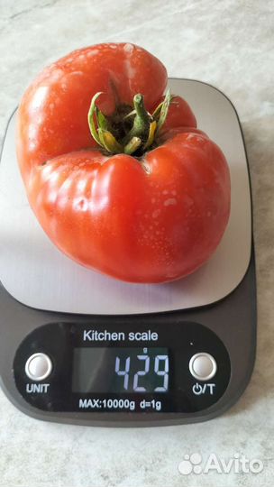 Помидоры, Клубника ремонт рассада, чеснок