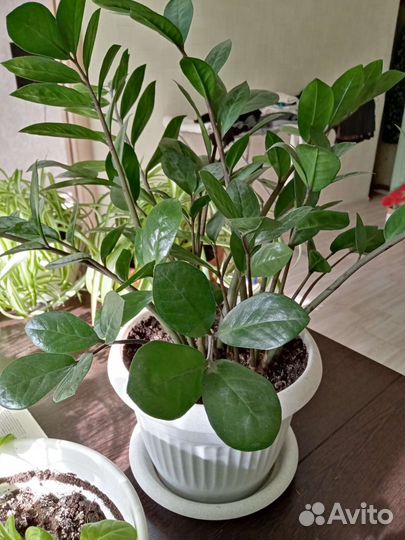 Комнатные растения цветы