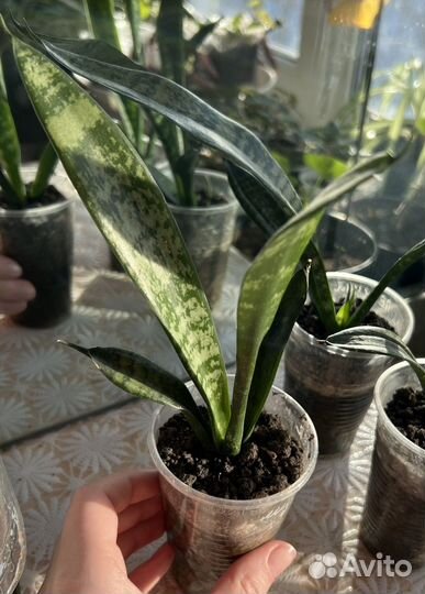 Сансевиерия, тещин язык