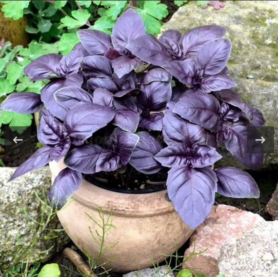 Базилик Арарат в лотках и горшочках свежий