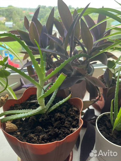 Комнатные растения