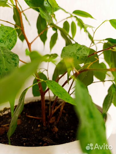 Фикус Бенджамина 3шт