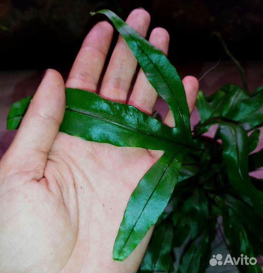 Микросорум Diversifolium