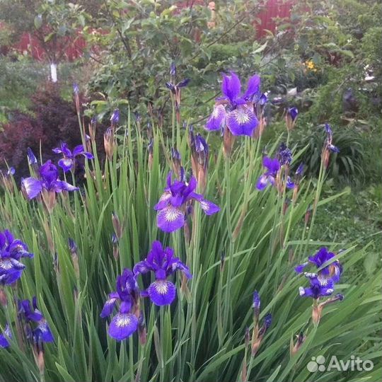 Ирис, хосты