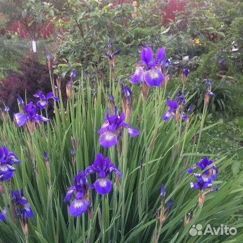 Ирис, хосты