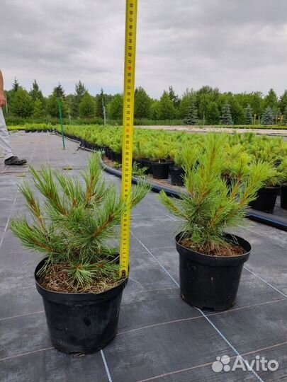 Кедровый стланик