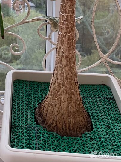 Юкка комнатная (2 растения в одинаковвх горшках)