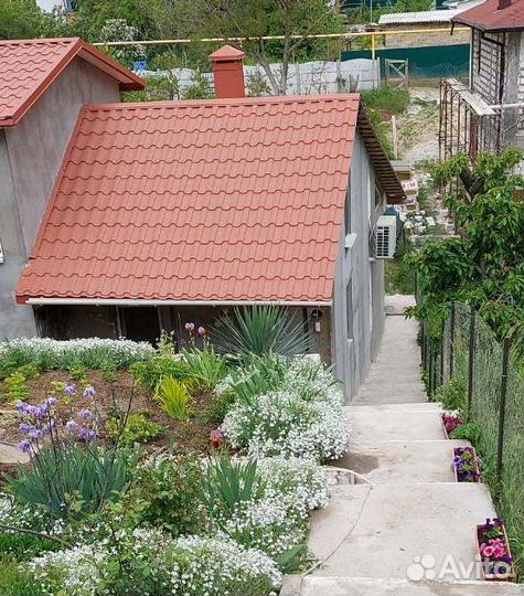 Ясколка, шалфей дубравный