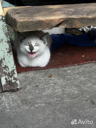Сиамский котенок