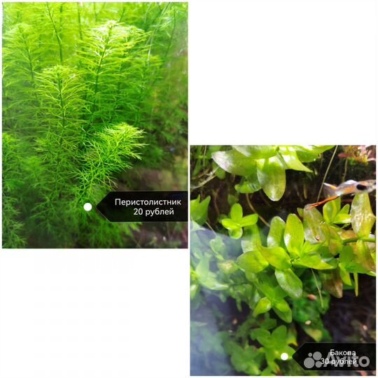 Аквариумные растения