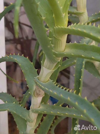 Комнатные цветы алоэ