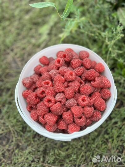 Малина домашняя