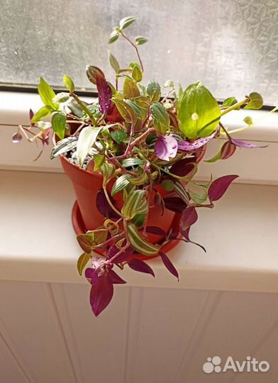 Растение с горшком