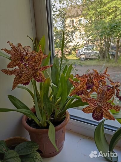 Орхидея дендробиум