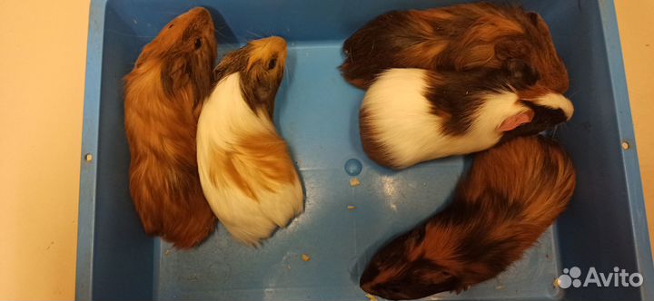 Морская свинка