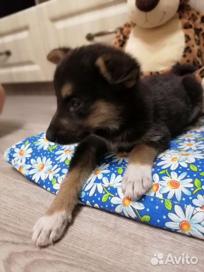 Маленькая собака в добрые руки