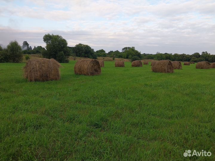 Сено в рулонахкуплю луговое