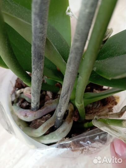 Орхидея фаленопсис