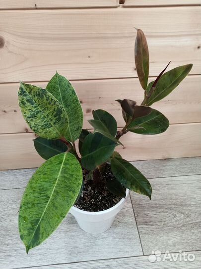 Фикус Шривериана