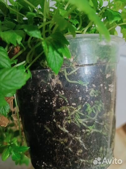 Гиностемма пятилистная