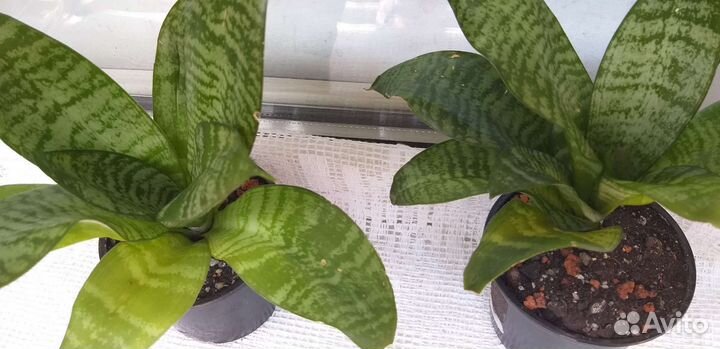 Сансевиерия ханни грин