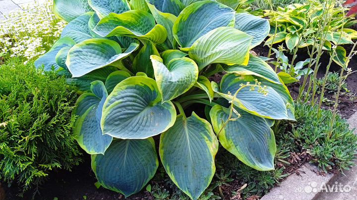 Растение Хоста