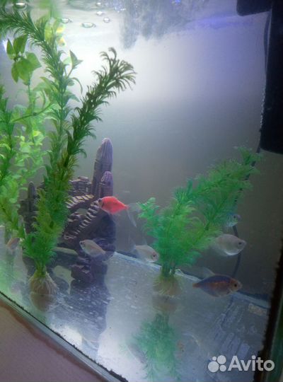 Рыбки, аквариум и другое