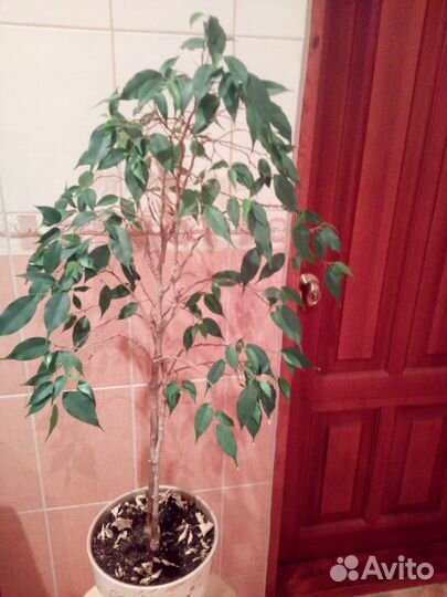 Комнатные растения