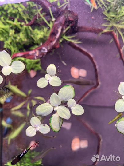 Аквариумные растения