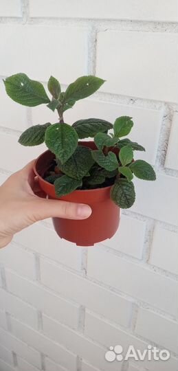 Плектрантус краснеющмй