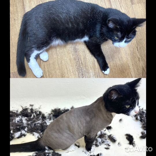 Машинка для стрижки/ бритья животных в аренду