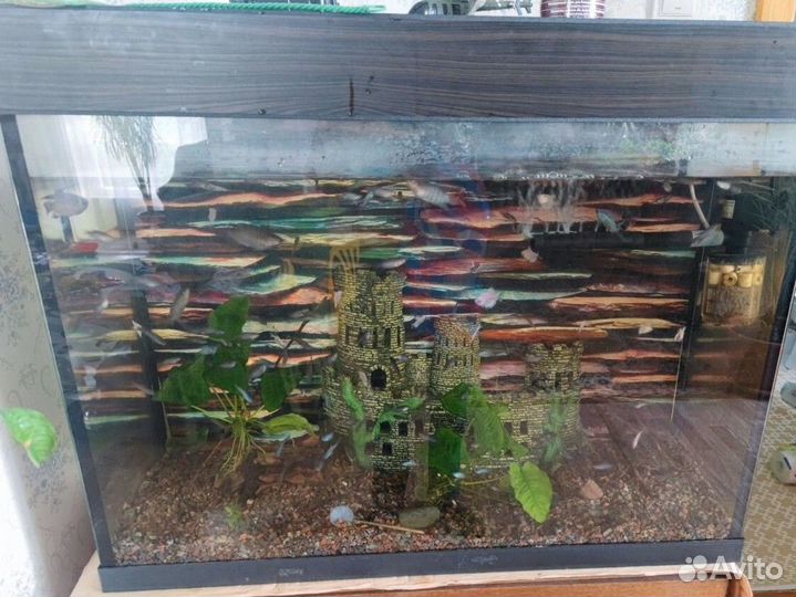 Аквариум 200л