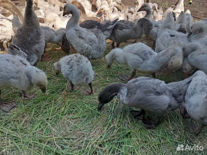 Гусята подрощенные