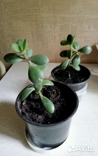 Денежное дерево