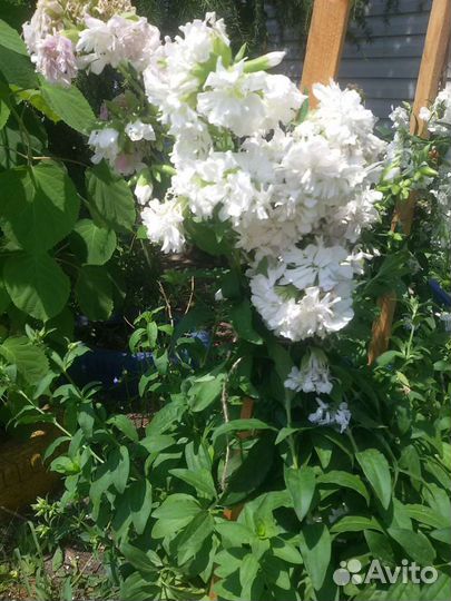 Жасмин многолетний