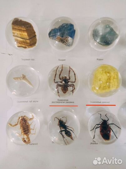 Коллекция окаменелостей