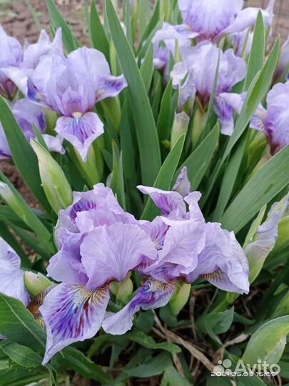 Ирисы - остатки всегда сладки