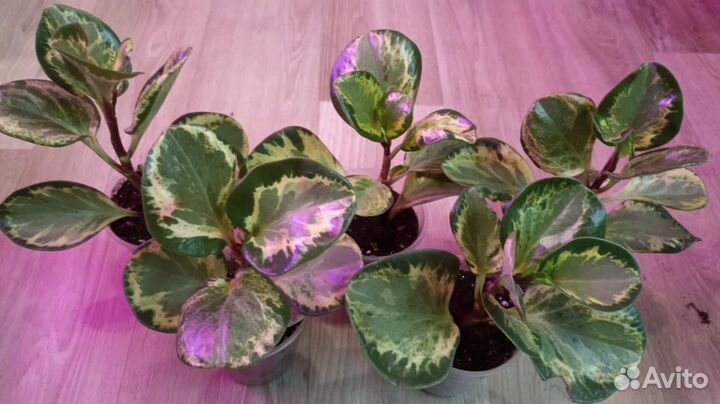 Пеперомия Golden gate